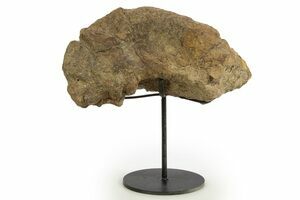 アメリカ購入品 金庫保管品 Root Fossil Antique Root Fossil 130/142 Sv07: Stellar Crown Reverse Holo