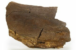 Fossil Hadrosaur (Edmontosaurus) Scapula Section - Wyoming #331006