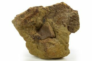 Sandstone with Hadrosaur Tooth, Bone & Gar Scale - Wyoming #331104