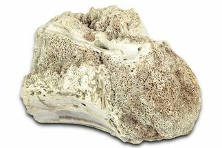 Cretaceous Fossil Crocodylomorph Vertebra - Montana #331252