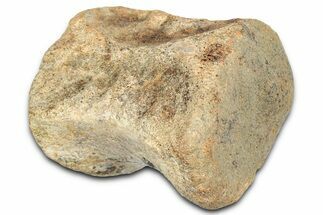 Fossil Dinosaur (Pachycephalosaurus) Caudal Vertebra - Montana #331256