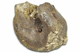 Partial Dinosaur (Struthiomimus?) Metatarsal - Montna #331258