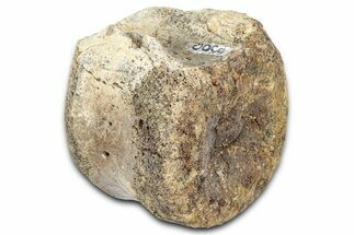 Fossil Dinosaur Vertebra - Montana #331275