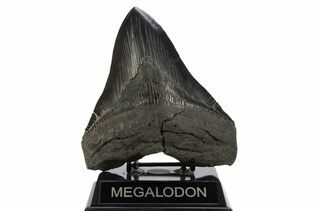Fossil Shark Teeth For Sale