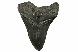 Fossil Megalodon Tooth - South Carolina #331518