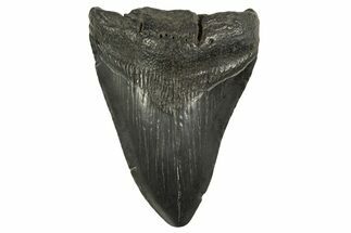 Fossil Megalodon Tooth - South Carolina #331525