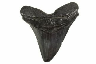 Fossil Megalodon Tooth - South Carolina #331614