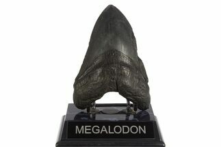 Fossil Megalodon Tooth - South Carolina #331621