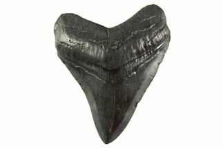 Fossil Megalodon Tooth - South Carolina #331473