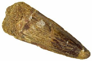 Fossil Spinosaurus Tooth - Real Dinosaur Tooth #331490