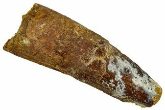 Bargain, Fossil Spinosaurus Tooth - Real Dinosaur Tooth #331508