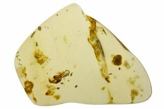 Polished Colombian Copal ( g) - Contains Termites! #331651