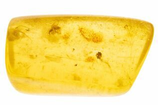 Buy Fossil Arachnids