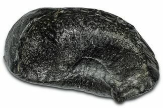 Large Fossil Whale Ear Bone - South Carolina #332008