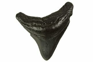 Serrated, Posterior Juvenile Megalodon Tooth - South Carolina #332122