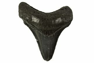 Serrated, Juvenile Megalodon Tooth - South Carolina #332125