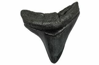 Serrated Posterior Juvenile Megalodon Tooth - South Carolina #332198