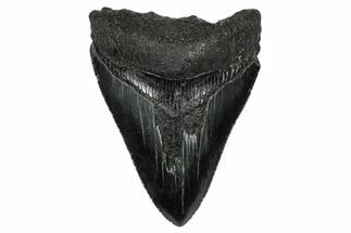 Serrated, Fossil Megalodon Tooth - South Carolina #332218