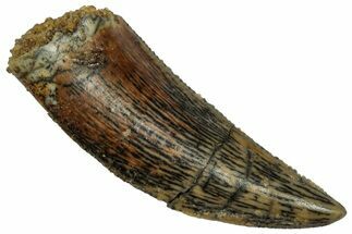 Serrated Raptor Tooth - Real Dinosaur Tooth #332255