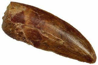 Serrated Raptor Tooth - Real Dinosaur Tooth #332279