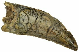 Serrated Raptor Tooth - Real Dinosaur Tooth #332286