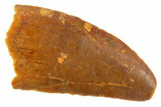 Serrated Raptor Tooth - Feeding Worn Tip #332131