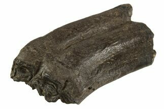 Pleistocene Aged Fossil Horse Tooth - South Carolina #332362