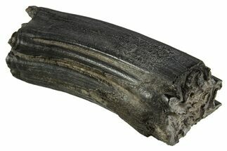 Pleistocene Aged Fossil Horse Tooth - South Carolina #332372