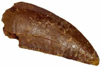 Serrated Raptor Tooth - Real Dinosaur Tooth #332191