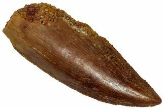 Serrated Raptor Tooth - Real Dinosaur Tooth #332200