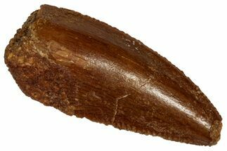Serrated, Raptor Premaxillary Tooth - Real Dinosaur Tooth #332235