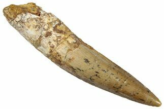 Fossil Spinosaurus Tooth - Real Dinosaur Tooth #331477