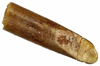 Fossil Sauropod Dinosaur (Rebbachisaurus) Tooth - Morocco #332463