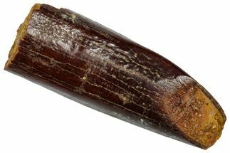 Fossil Sauropod Dinosaur (Titanosaur) Tooth - Morocco #332474