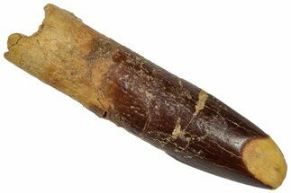 Fossil Sauropod Dinosaur (Titanosaur) Tooth - Morocco #332481