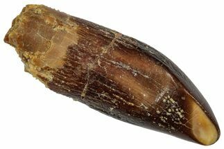 Fossil Sauropod Dinosaur (Titanosaur) Tooth - Morocco #332488