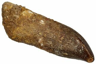 Fossil Sauropod Dinosaur (Titanosaur) Tooth - Morocco #332490