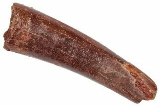 Fossil Pterosaur (Siroccopteryx) Tooth - Morocco #332536