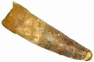 Fossil Spinosaurus Tooth - Real Dinosaur Tooth #332672