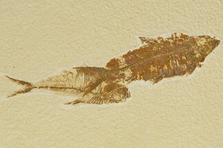 Plate of Two Fossil Fish (Diplomystus & Knightia) - Wyoming #331080