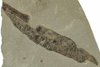 Eocene Fossil Leaf (Oreopanax) - Insect Predation! #331873
