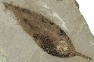 Detailed Fossil Leaf (Allophylus) - Green River Formation, Utah #331884