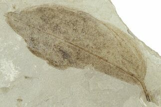 Fossil Oak Leaf (Quercus) - Green River Formation, Utah #331885