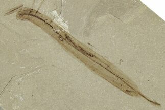 Eocene Fossil Leaf (Oreopanax) - Green River Formation, Utah #331894