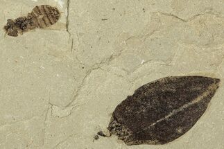 Fossil Legume (Leguminosites) & Fly - Green River Formation, Utah #331907