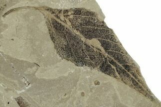 Eocene Fossil Leaf (Styrax) - Green River Formation, Utah #331915