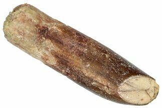 Fossil Sauropod Dinosaur (Titanosaur) Tooth - Morocco #332507