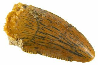 Serrated Raptor Tooth - Feeding Worn Tip #332444