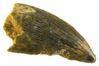 Serrated Raptor Tooth - Real Dinosaur Tooth #332445