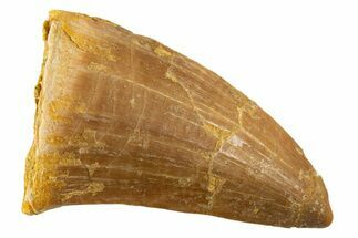 Fossil Mosasaur (Hainosaurus) Tooth - Morocco #332945